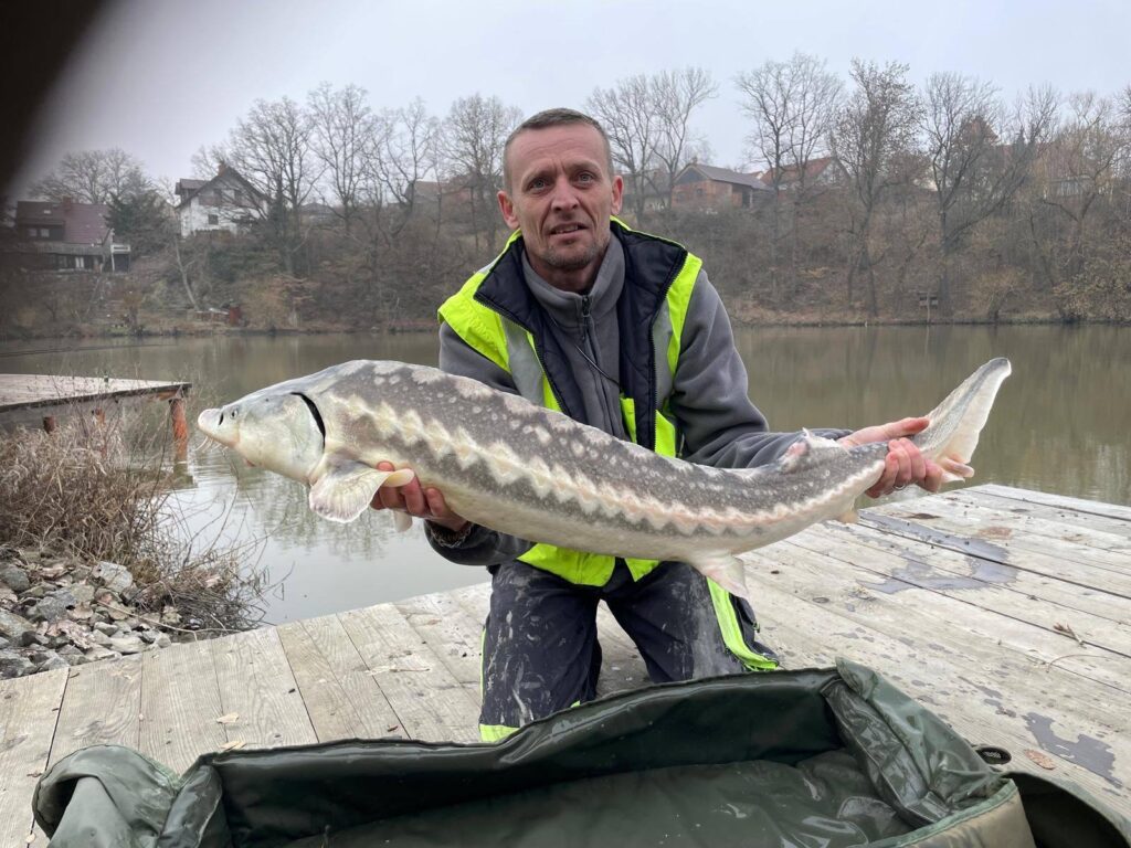 Úlovek na rybníku Lázeňka – jeseter